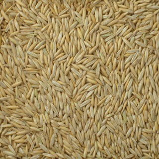 AC Morgan Oat AC Morgan Oat