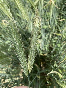 Daniello-Hybrid-Rye-4-768x1024 Daniello-Hybrid-Rye-4-768x1024